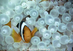 Two bar Anemone fish (I think).  I had always wanted to t... by Justin Van Rensburg 